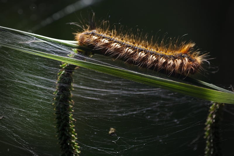 Egg Carton Caterpillars
