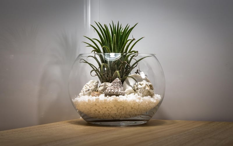 DIY Terrariums